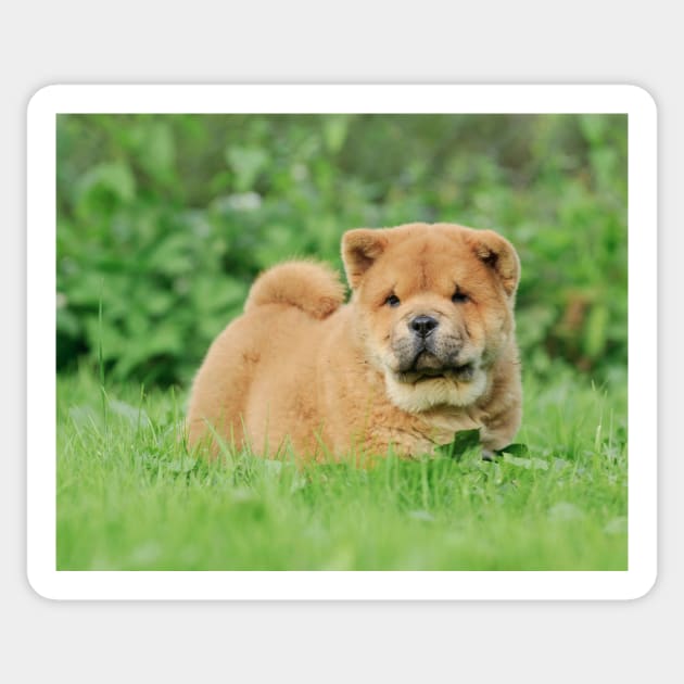 Chow chow  puppy Sticker by PetsArt